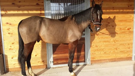 Cheval, Orion