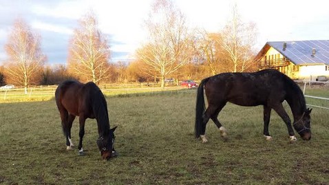 Paddocks